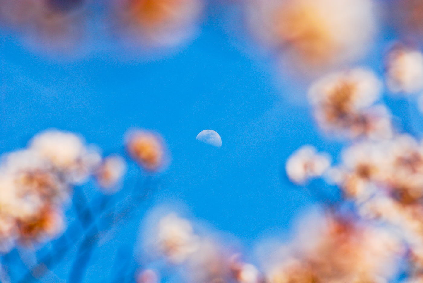 Cherry blossom with moon in Arashiyama