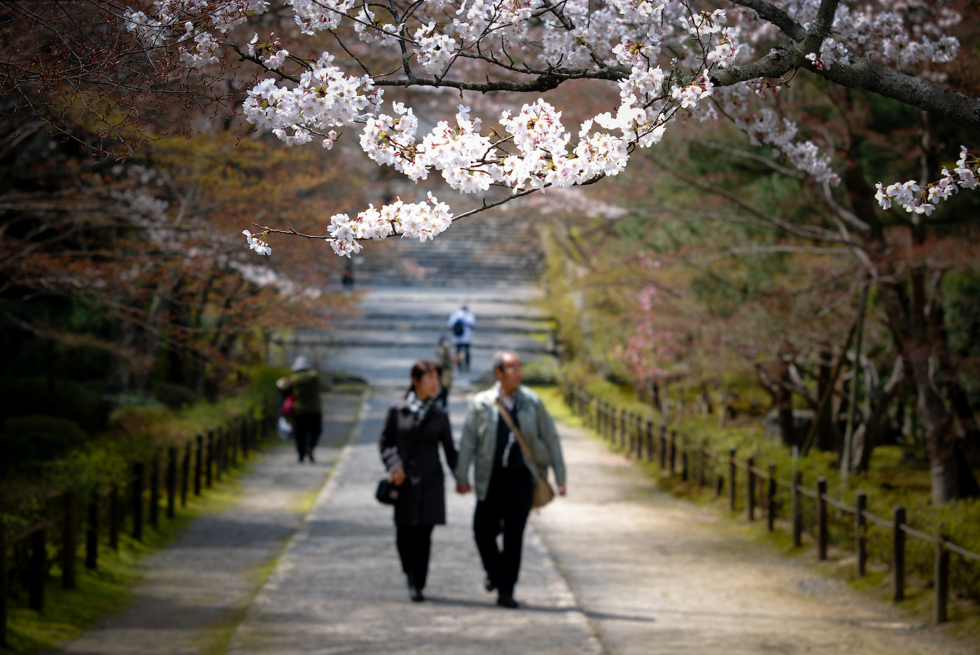Cherry blossoms and walkway in Arashiyama
