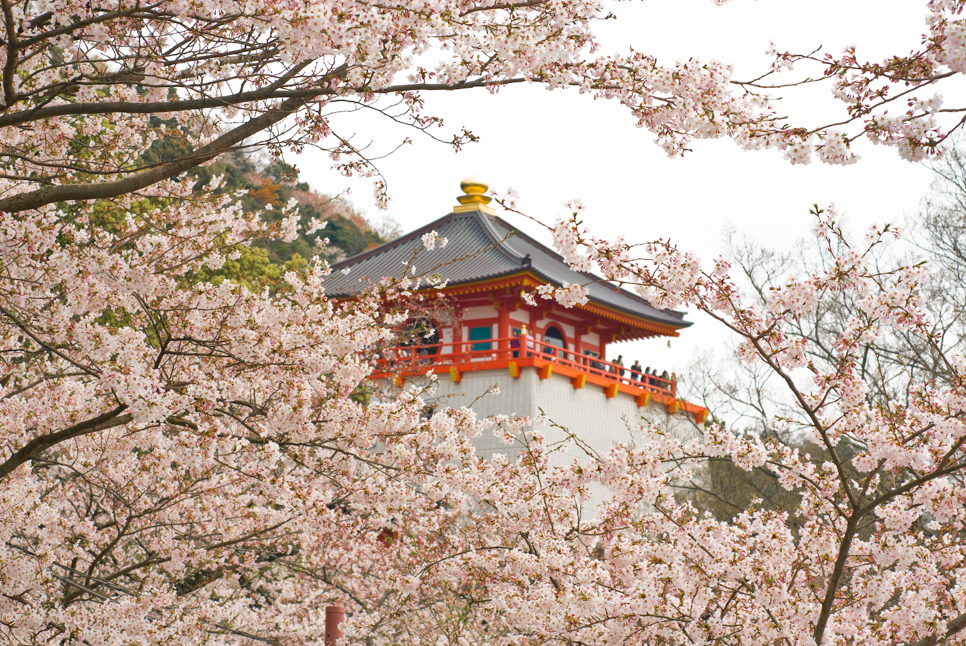 Cherry blossoms at Hase-dera