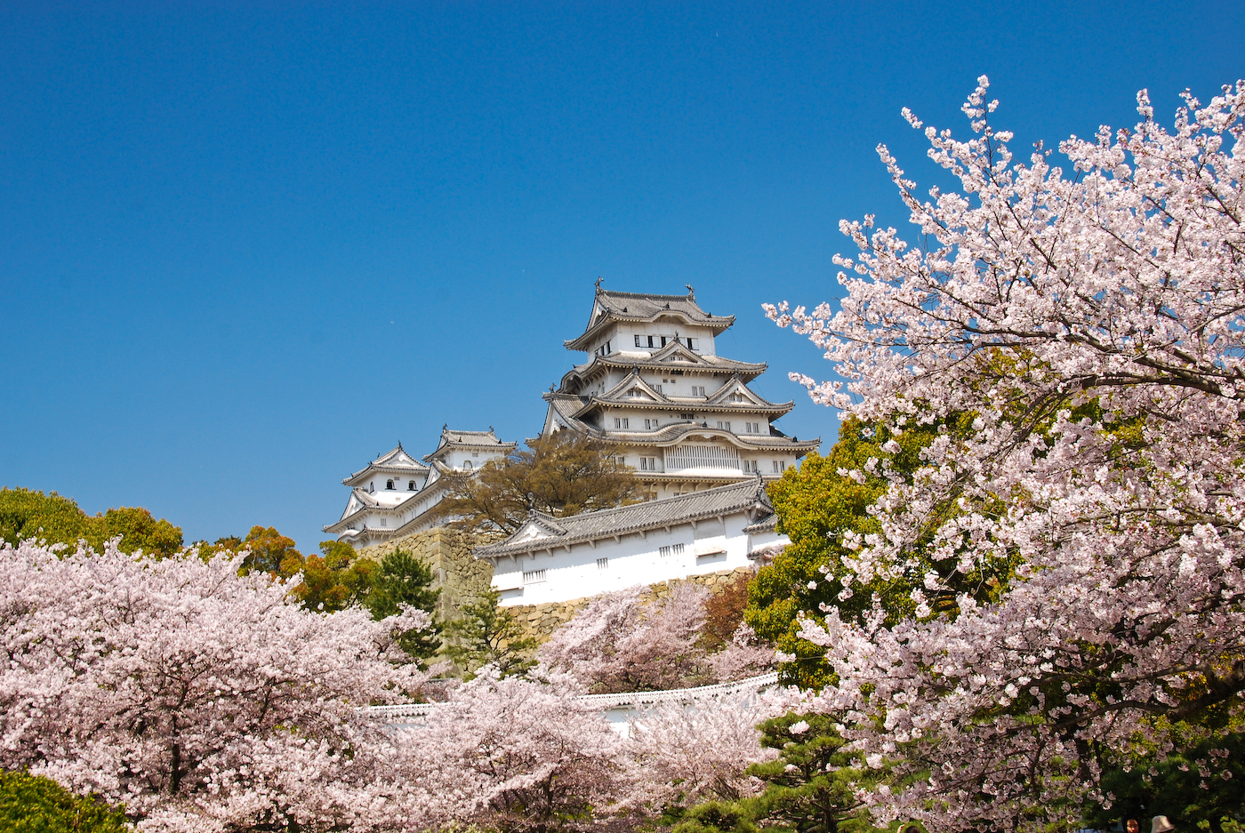 Himeji Castle with cherry blossoms